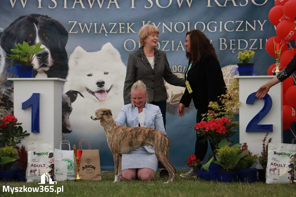 Fotorelacja - Wystawa Psów Rasowych GNIAZDÓW 2024r. NIEDZIELA III