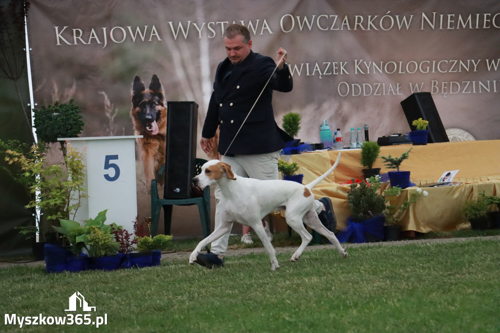 Fotorelacja - Wystawa Psów Rasowych GNIAZDÓW 2024r. NIEDZIELA III