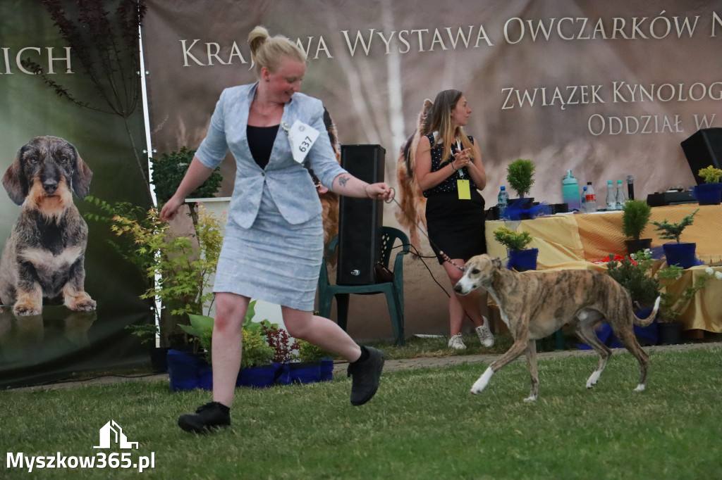 Fotorelacja - Wystawa Psów Rasowych GNIAZDÓW 2024r. NIEDZIELA III