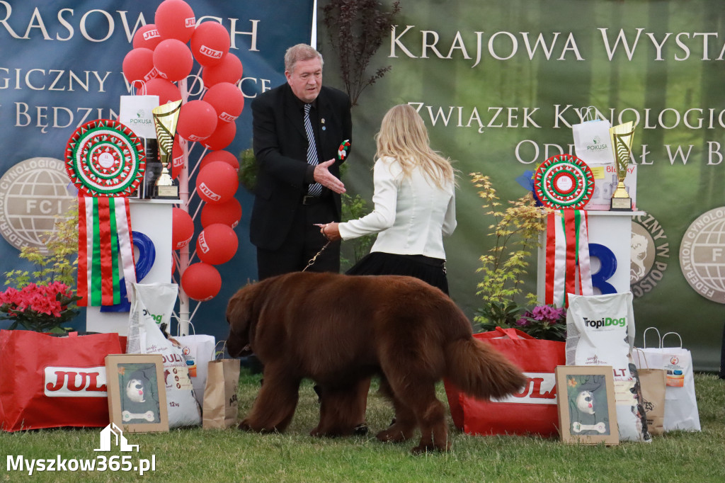 Fotorelacja - Wystawa Psów Rasowych GNIAZDÓW 2024r. NIEDZIELA III