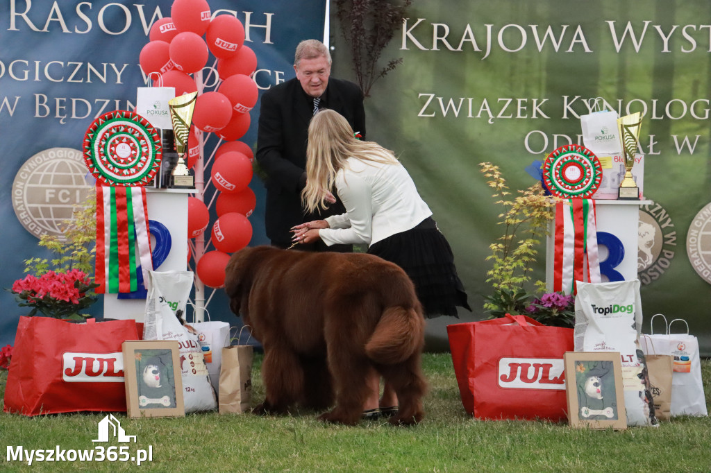 Fotorelacja - Wystawa Psów Rasowych GNIAZDÓW 2024r. NIEDZIELA III