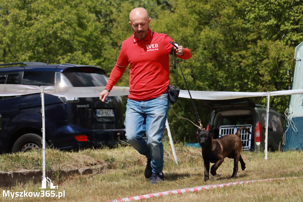 Fotorelacja: Międzynarodowa Wystawa Psów Rasowych w Jastrzębiu