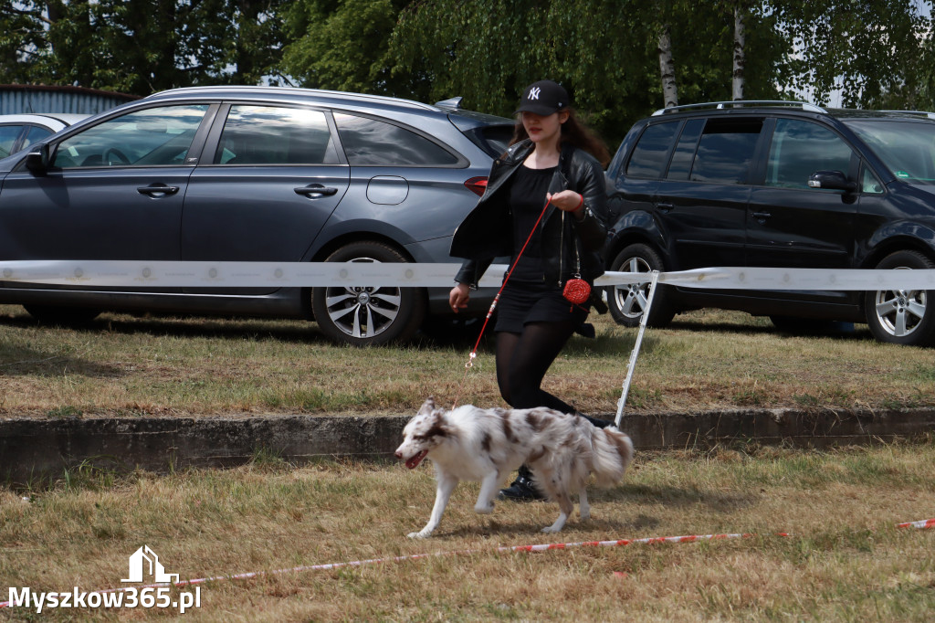 Fotorelacja: Międzynarodowa Wystawa Psów Rasowych w Jastrzębiu