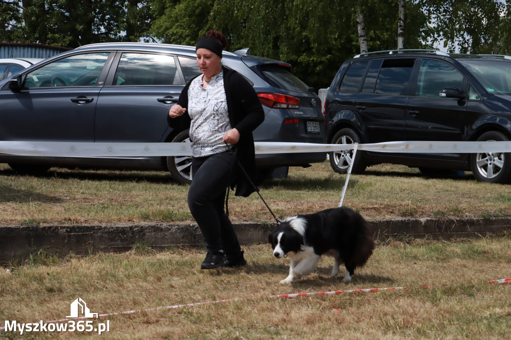 Fotorelacja: Międzynarodowa Wystawa Psów Rasowych w Jastrzębiu