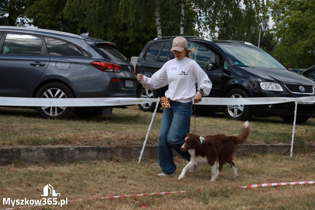 Fotorelacja: Międzynarodowa Wystawa Psów Rasowych w Jastrzębiu