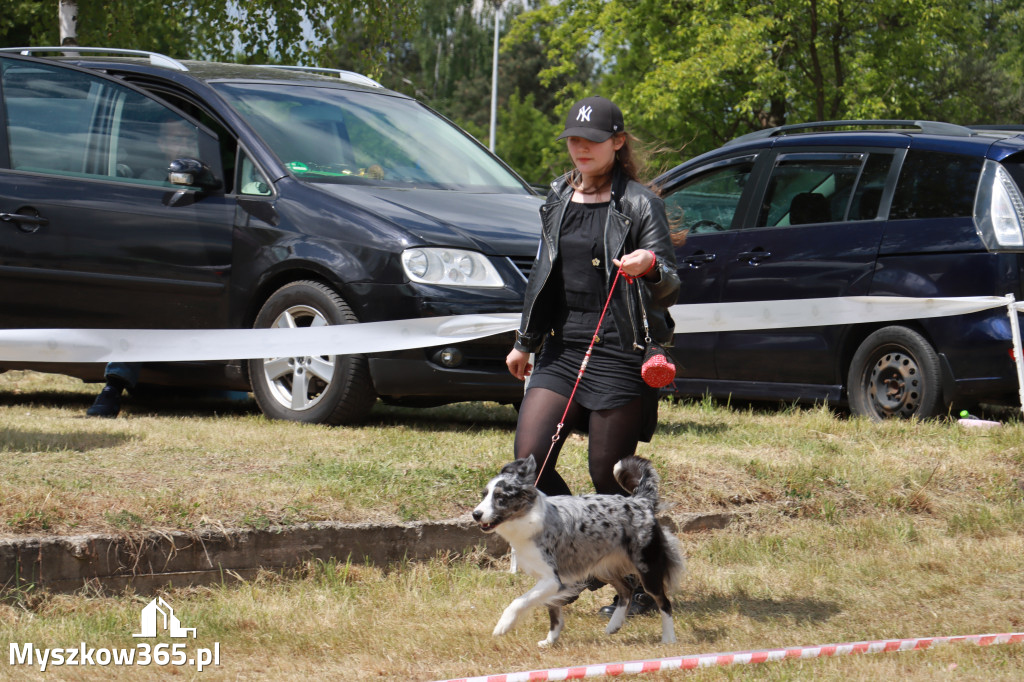 Fotorelacja: Międzynarodowa Wystawa Psów Rasowych w Jastrzębiu