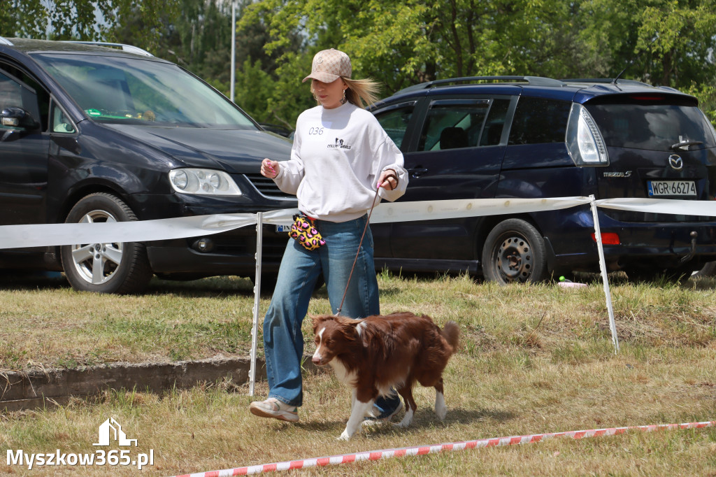 Fotorelacja: Międzynarodowa Wystawa Psów Rasowych w Jastrzębiu