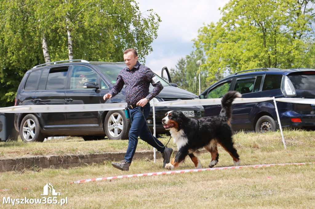 Fotorelacja: Międzynarodowa Wystawa Psów Rasowych w Jastrzębiu