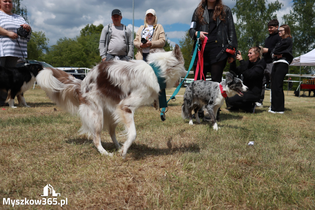 Fotorelacja: Międzynarodowa Wystawa Psów Rasowych w Jastrzębiu