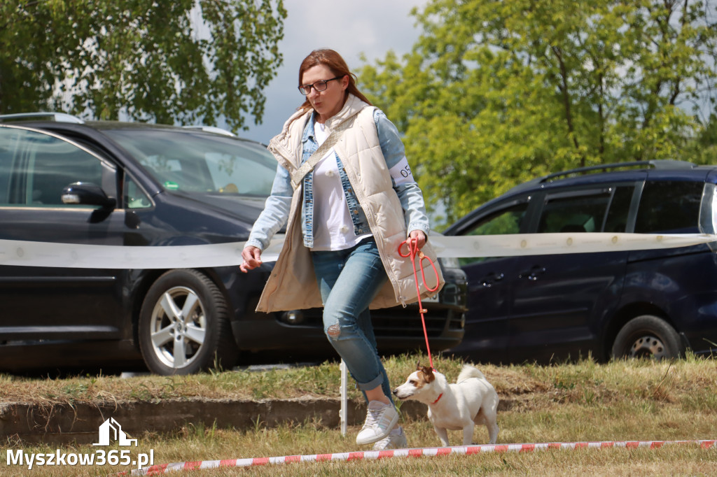 Fotorelacja: Międzynarodowa Wystawa Psów Rasowych w Jastrzębiu