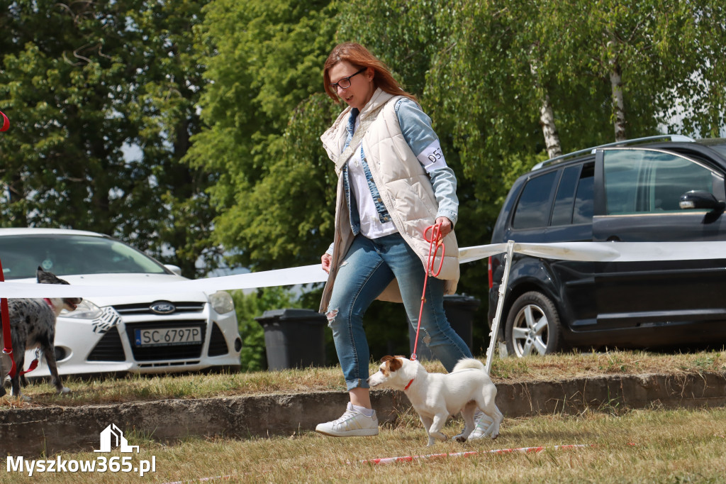 Fotorelacja: Międzynarodowa Wystawa Psów Rasowych w Jastrzębiu