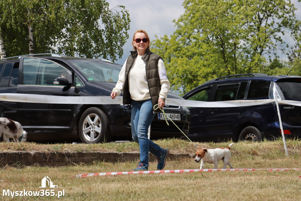 Fotorelacja: Międzynarodowa Wystawa Psów Rasowych w Jastrzębiu