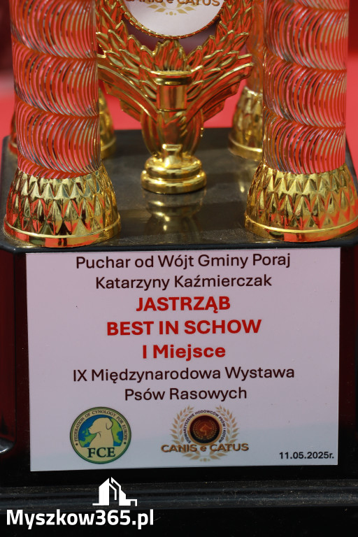 Fotorelacja: Międzynarodowa Wystawa Psów Rasowych w Jastrzębiu