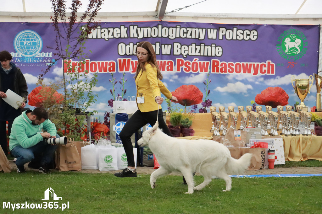 Fotorelacja II: Wystawa Psów Rasowych 2025 – Gniazdów Gmina Koziegłowy
