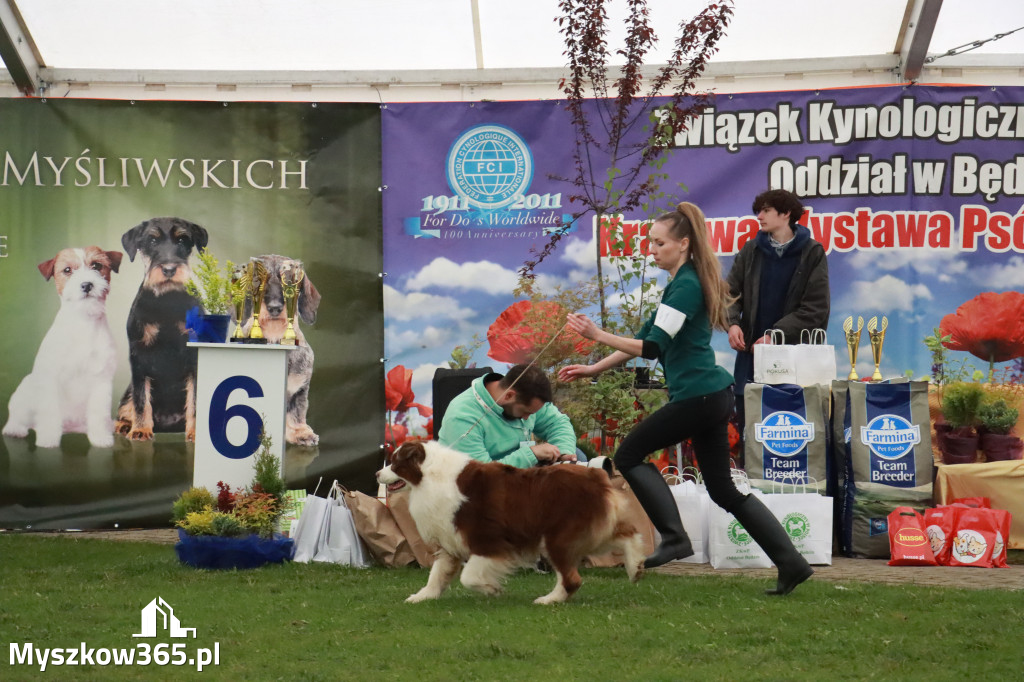 Fotorelacja II: Wystawa Psów Rasowych 2025 – Gniazdów Gmina Koziegłowy