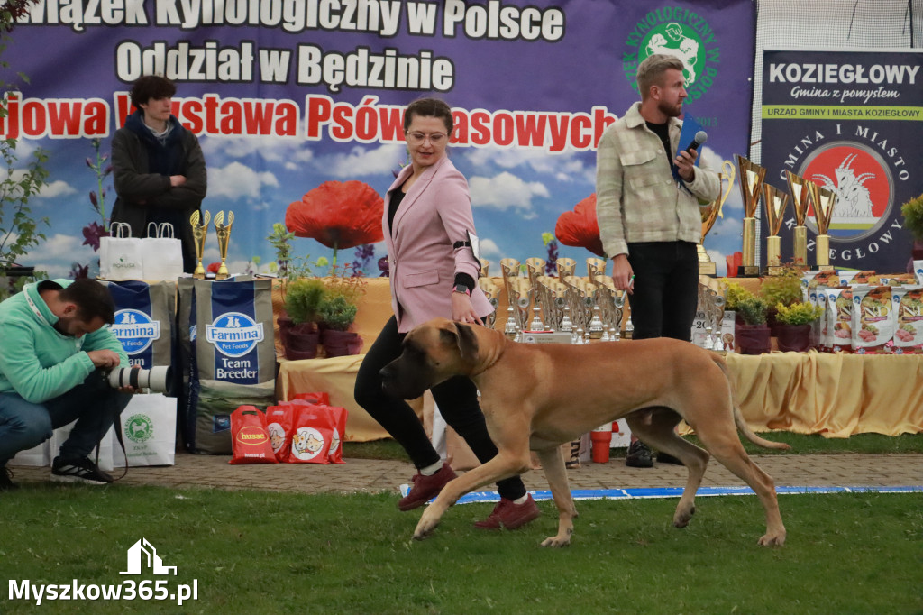 Fotorelacja II: Wystawa Psów Rasowych 2025 – Gniazdów Gmina Koziegłowy