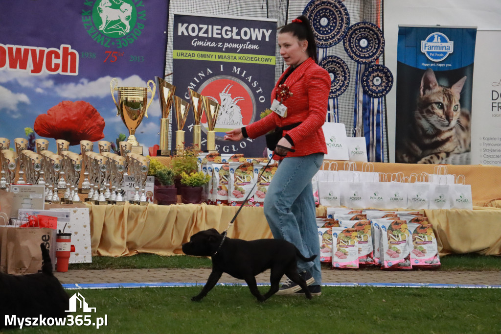 Fotorelacja II: Wystawa Psów Rasowych 2025 – Gniazdów Gmina Koziegłowy