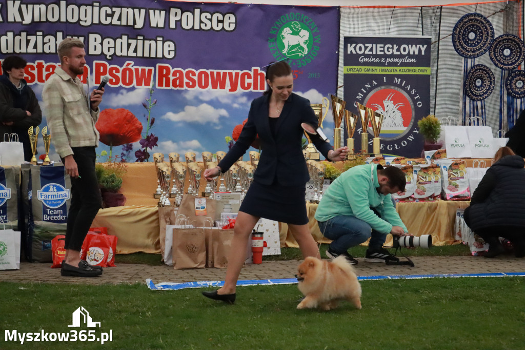 Fotorelacja II: Wystawa Psów Rasowych 2025 – Gniazdów Gmina Koziegłowy