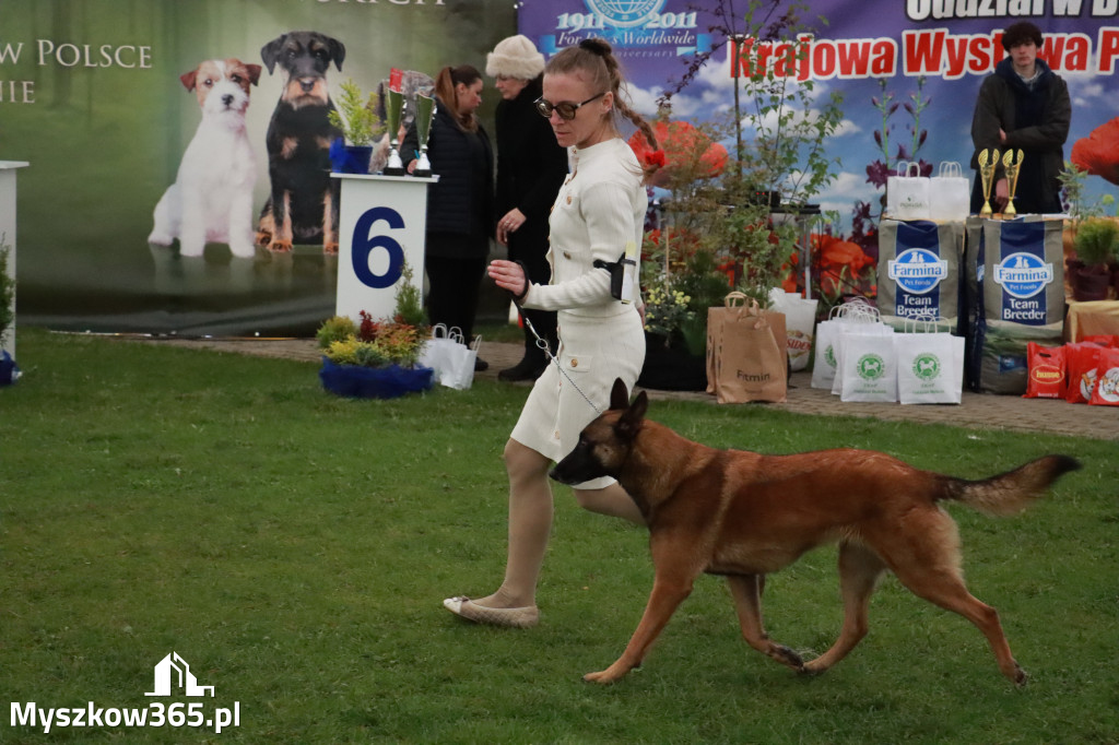 Fotorelacja II: Wystawa Psów Rasowych 2025 – Gniazdów Gmina Koziegłowy