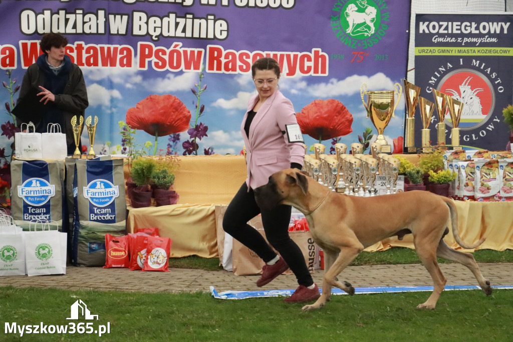 Fotorelacja II: Wystawa Psów Rasowych 2025 – Gniazdów Gmina Koziegłowy