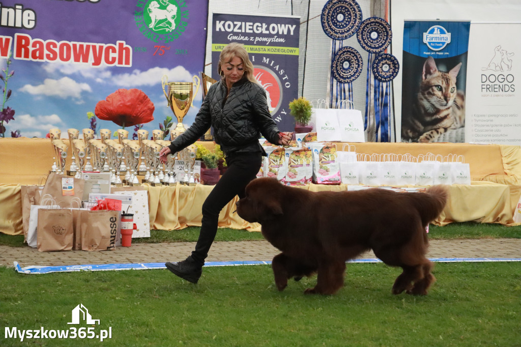 Fotorelacja II: Wystawa Psów Rasowych 2025 – Gniazdów Gmina Koziegłowy