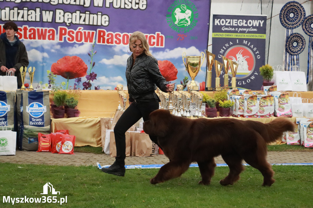 Fotorelacja II: Wystawa Psów Rasowych 2025 – Gniazdów Gmina Koziegłowy