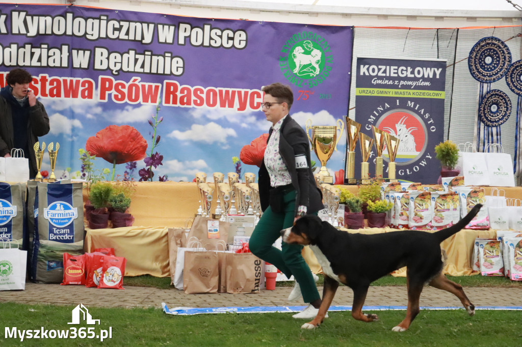 Fotorelacja II: Wystawa Psów Rasowych 2025 – Gniazdów Gmina Koziegłowy
