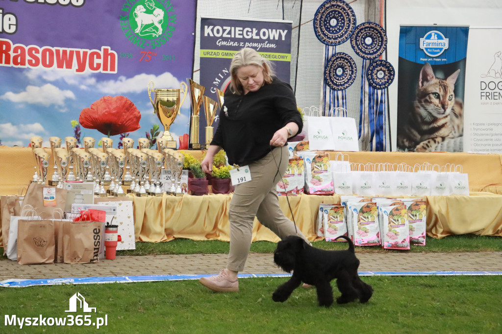 Fotorelacja II: Wystawa Psów Rasowych 2025 – Gniazdów Gmina Koziegłowy