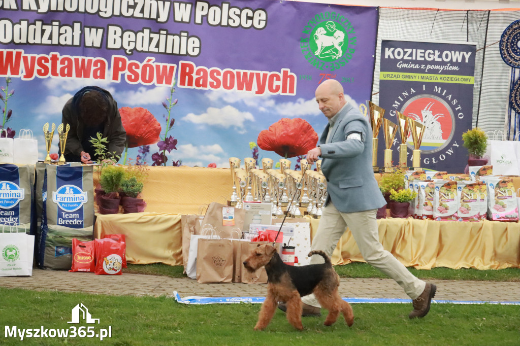 Fotorelacja II: Wystawa Psów Rasowych 2025 – Gniazdów Gmina Koziegłowy