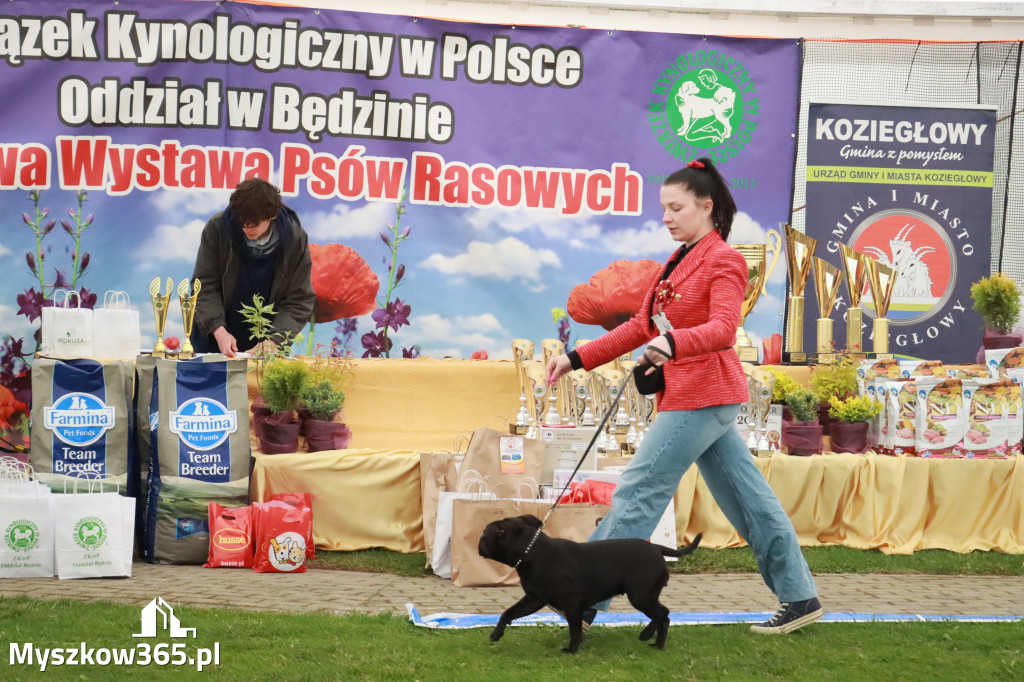 Fotorelacja II: Wystawa Psów Rasowych 2025 – Gniazdów Gmina Koziegłowy