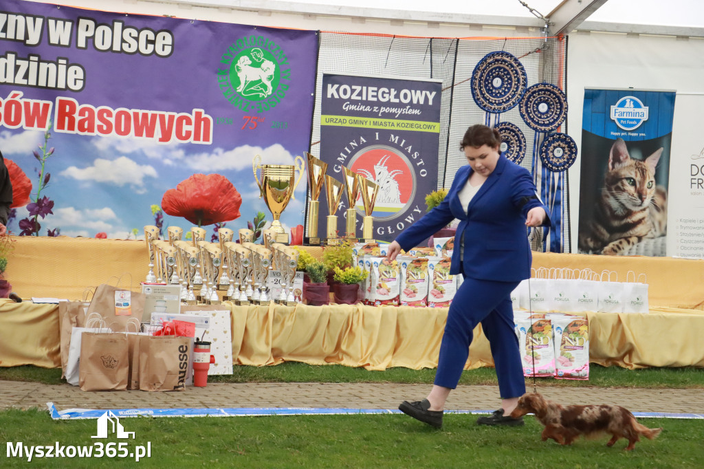 Fotorelacja II: Wystawa Psów Rasowych 2025 – Gniazdów Gmina Koziegłowy