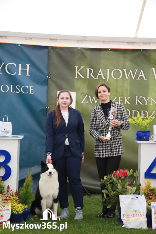 Fotorelacja II: Wystawa Psów Rasowych 2025 – Gniazdów Gmina Koziegłowy