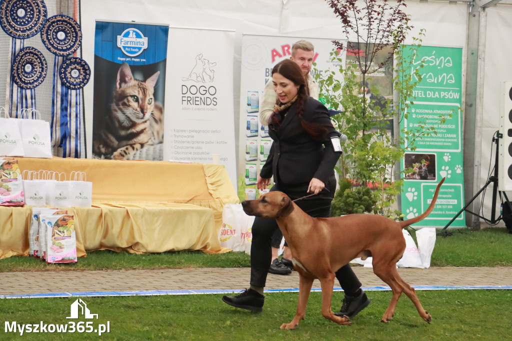 Fotorelacja II: Wystawa Psów Rasowych 2025 – Gniazdów Gmina Koziegłowy