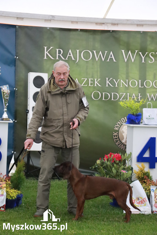 Fotorelacja II: Wystawa Psów Rasowych 2025 – Gniazdów Gmina Koziegłowy