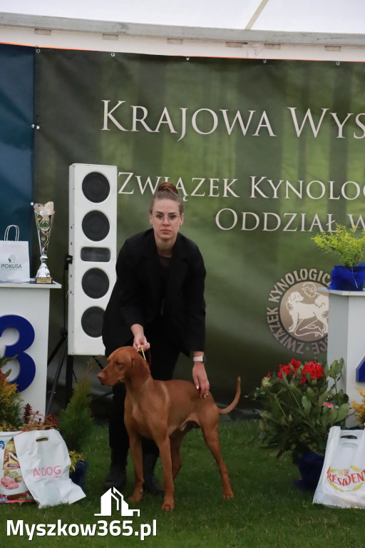 Fotorelacja II: Wystawa Psów Rasowych 2025 – Gniazdów Gmina Koziegłowy