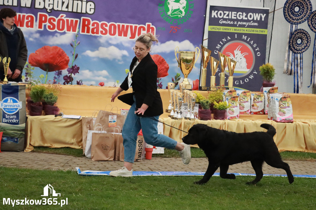 Fotorelacja II: Wystawa Psów Rasowych 2025 – Gniazdów Gmina Koziegłowy