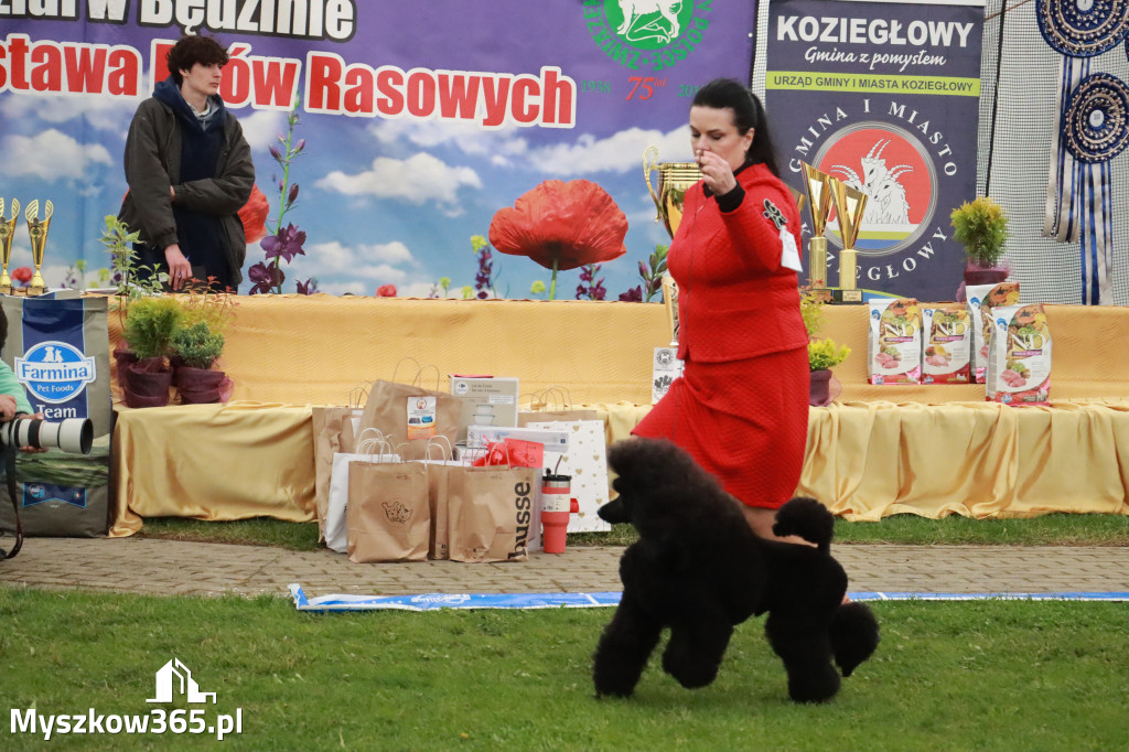 Fotorelacja II: Wystawa Psów Rasowych 2025 – Gniazdów Gmina Koziegłowy