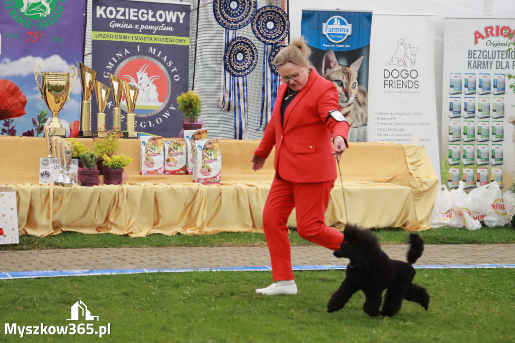 Fotorelacja II: Wystawa Psów Rasowych 2025 – Gniazdów Gmina Koziegłowy