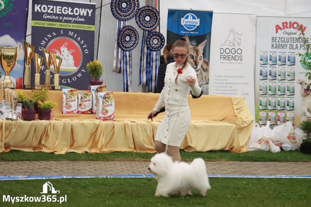 Fotorelacja II: Wystawa Psów Rasowych 2025 – Gniazdów Gmina Koziegłowy
