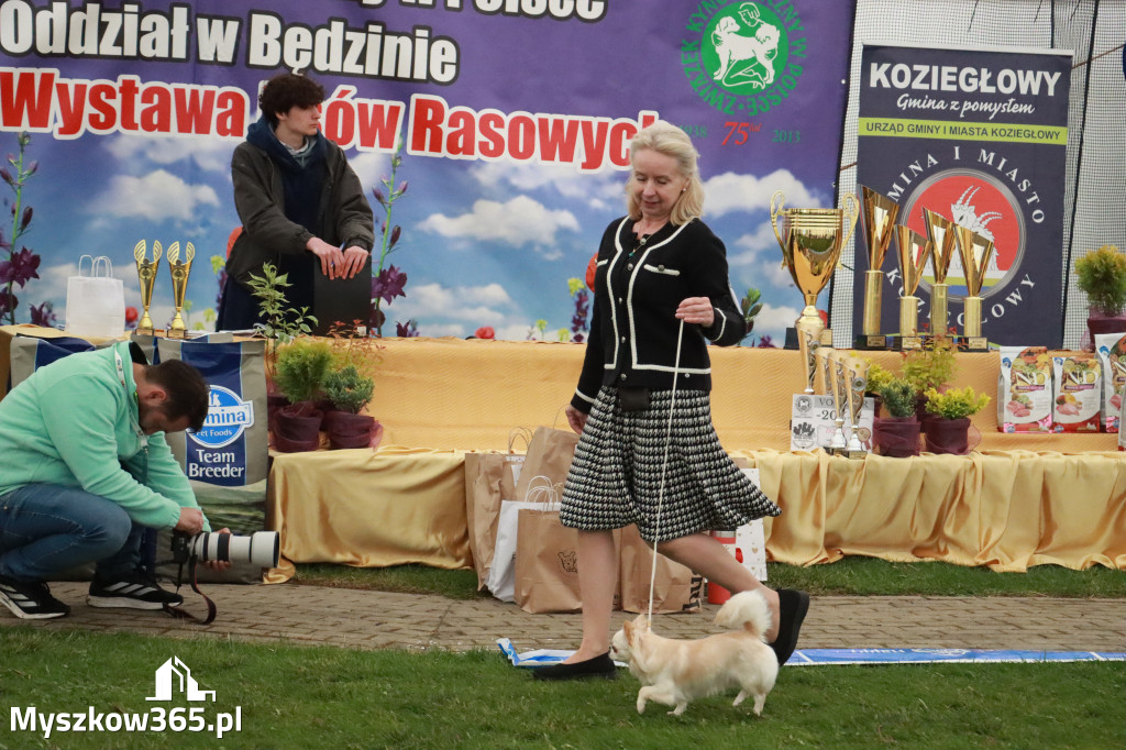 Fotorelacja II: Wystawa Psów Rasowych 2025 – Gniazdów Gmina Koziegłowy