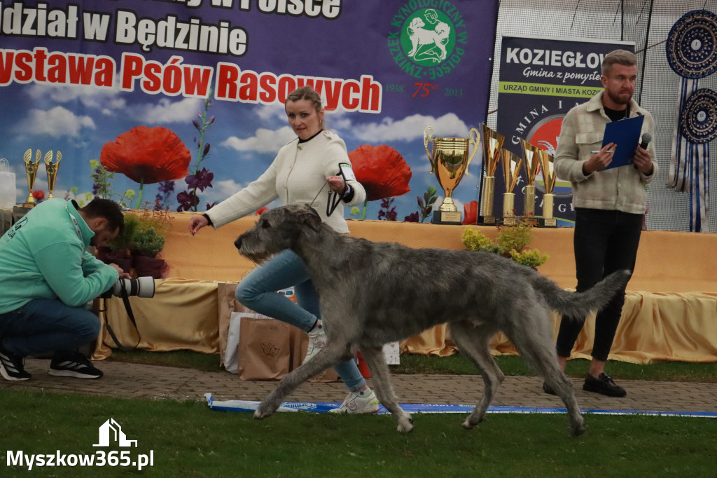 Fotorelacja II: Wystawa Psów Rasowych 2025 – Gniazdów Gmina Koziegłowy