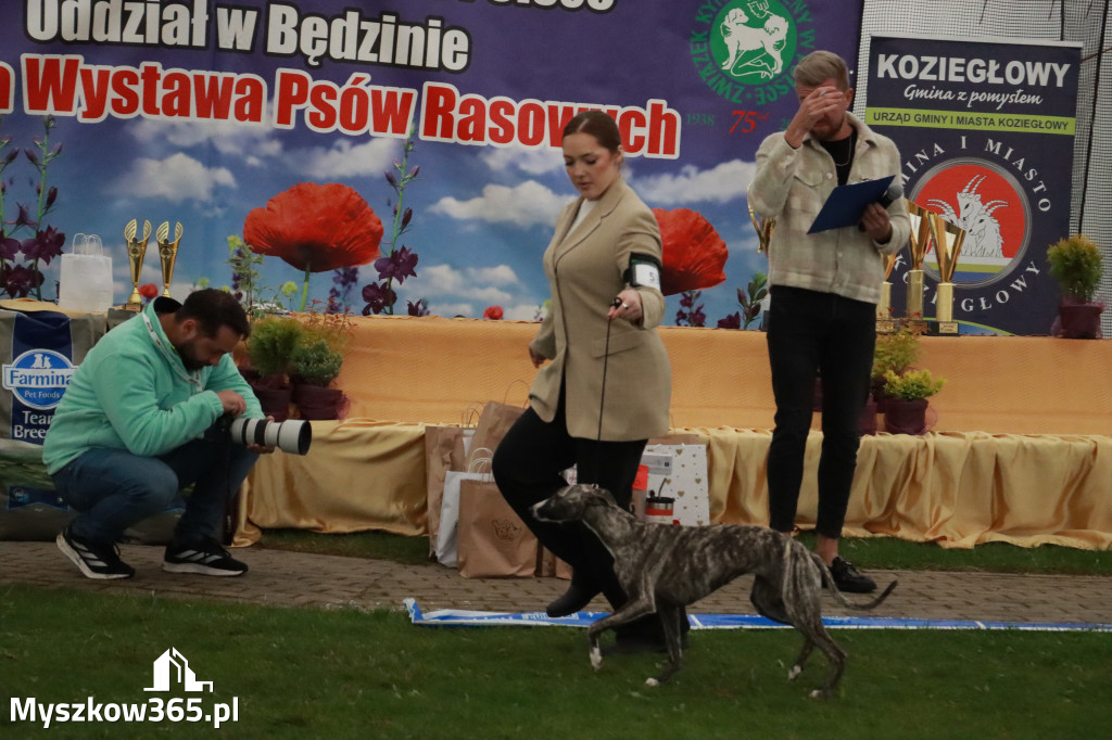Fotorelacja II: Wystawa Psów Rasowych 2025 – Gniazdów Gmina Koziegłowy