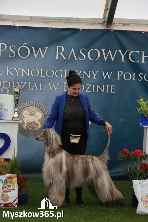 Fotorelacja II: Wystawa Psów Rasowych 2025 – Gniazdów Gmina Koziegłowy