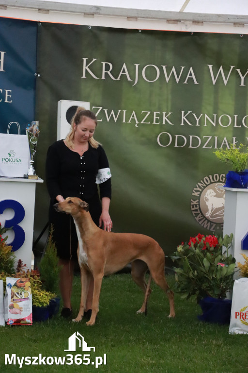 Fotorelacja II: Wystawa Psów Rasowych 2025 – Gniazdów Gmina Koziegłowy