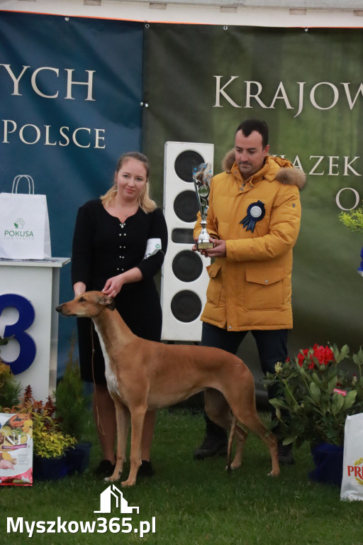 Fotorelacja II: Wystawa Psów Rasowych 2025 – Gniazdów Gmina Koziegłowy