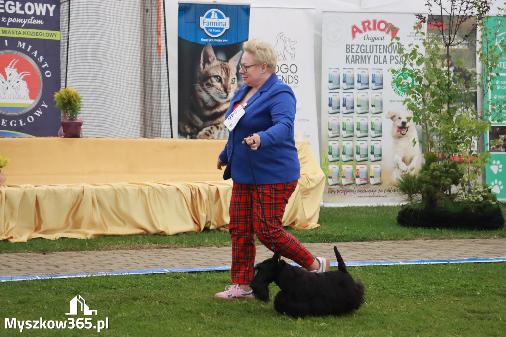Fotorelacja II: Wystawa Psów Rasowych 2025 – Gniazdów Gmina Koziegłowy