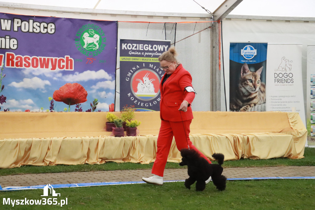 Fotorelacja II: Wystawa Psów Rasowych 2025 – Gniazdów Gmina Koziegłowy