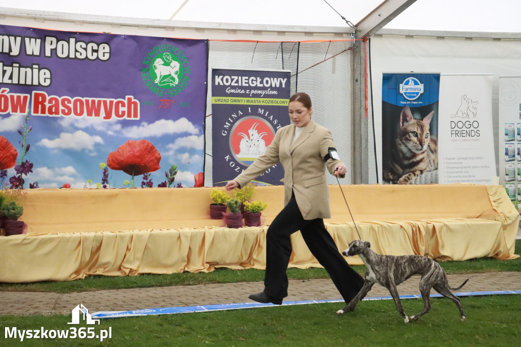 Fotorelacja II: Wystawa Psów Rasowych 2025 – Gniazdów Gmina Koziegłowy
