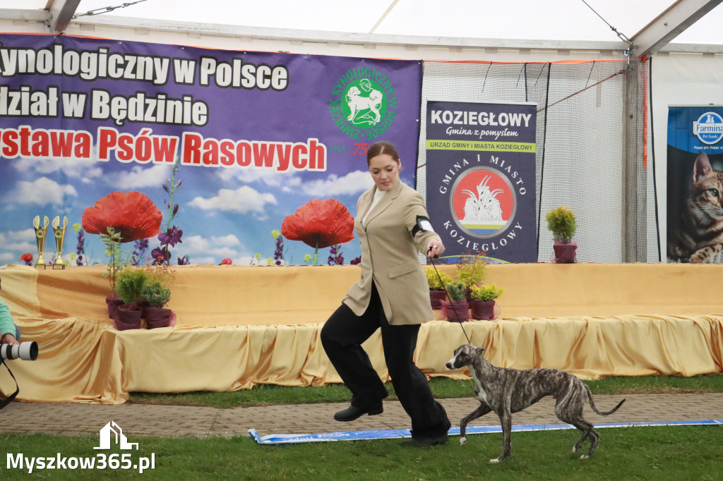 Fotorelacja II: Wystawa Psów Rasowych 2025 – Gniazdów Gmina Koziegłowy