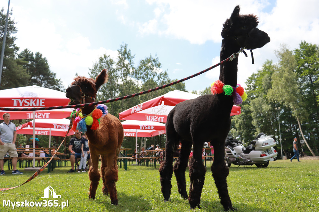 Fotorelacja: Myszków - Piknik dla Dominika